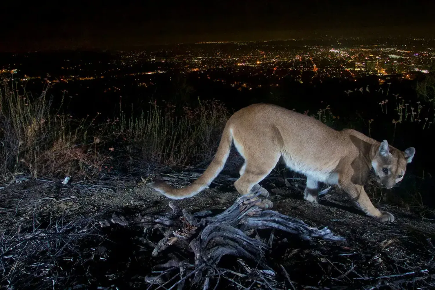 An adult female mountain lion in the Verdugo Mountains in Los Angeles County, Calif