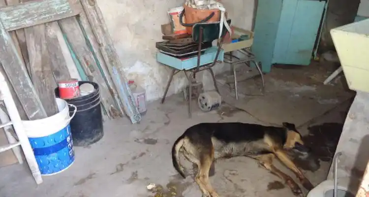 Para robarles, envenenaron a los perros