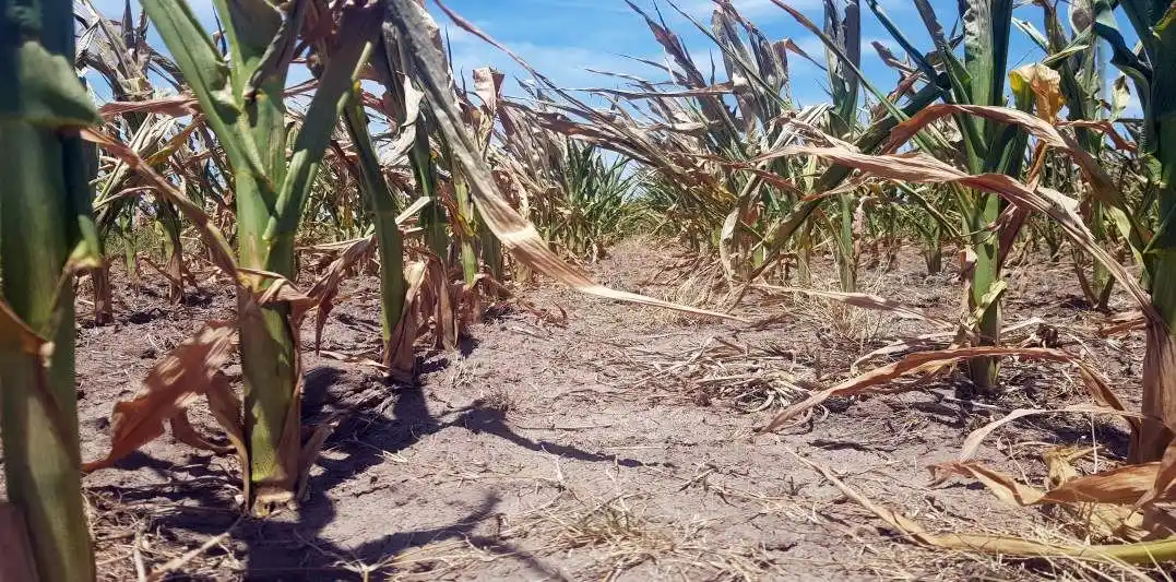 Las mayores pérdidas las sufriría General López, con casi u$s736 millones.