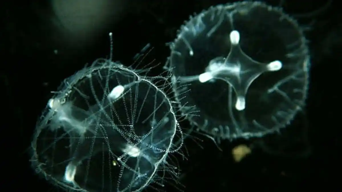 Mientras continúan los estudios, el personal del parque mantendrá un monitoreo permanente en la zona para determinar si la especie se establece de forma definitiva o si se trata de una aparición aislada dentro del área protegida.