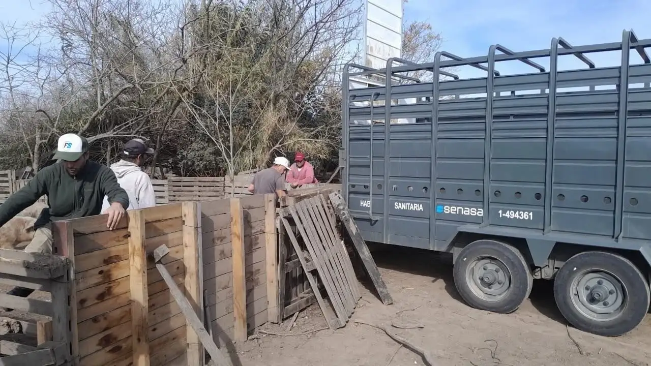 Intervinieron un criadero de cerdos en Ibarlucea y retiraron todos los animales tras confirmarse casos de triquinosis - 1