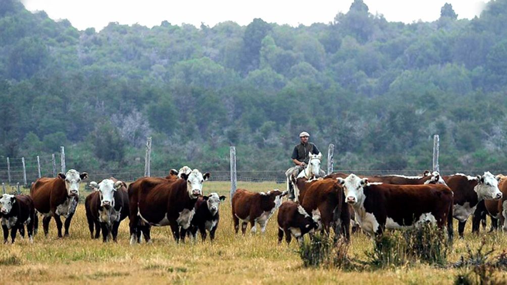 Manzur: “Con la liberación de exportaciones de carne, se refuerzan políticas que cuidan empleo”