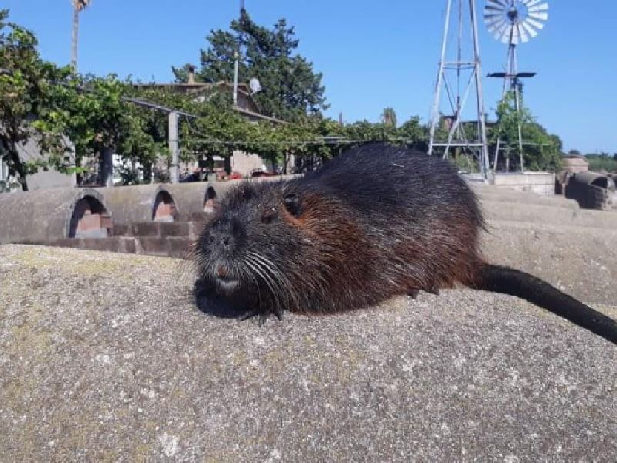 El turismo en Miramar disparó el consumo de carne de nutria