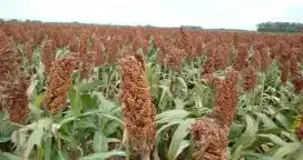 Aumentó 160% la producción de sorgo en Entre Ríos