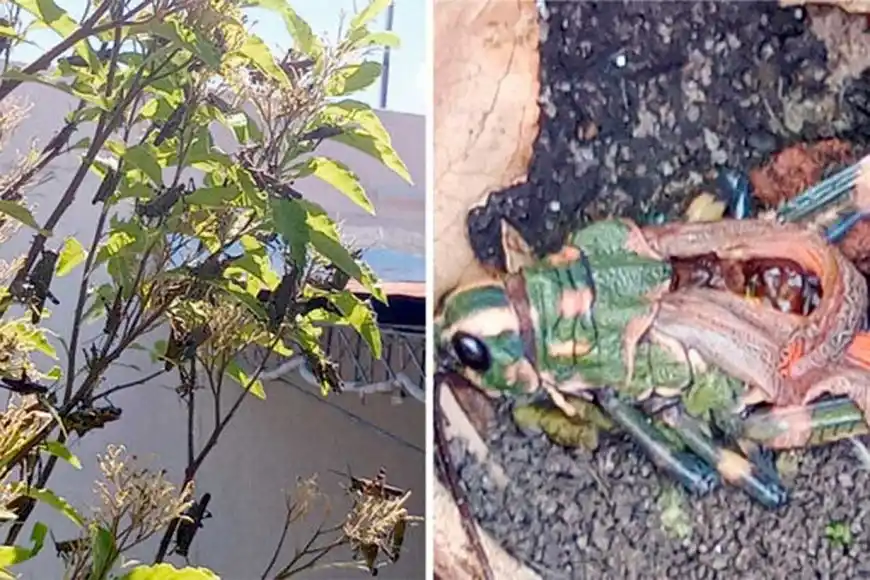 Langostas invadieron el patio de una casa: “En menos de 5 minutos comieron el árbol”, relató la vecina