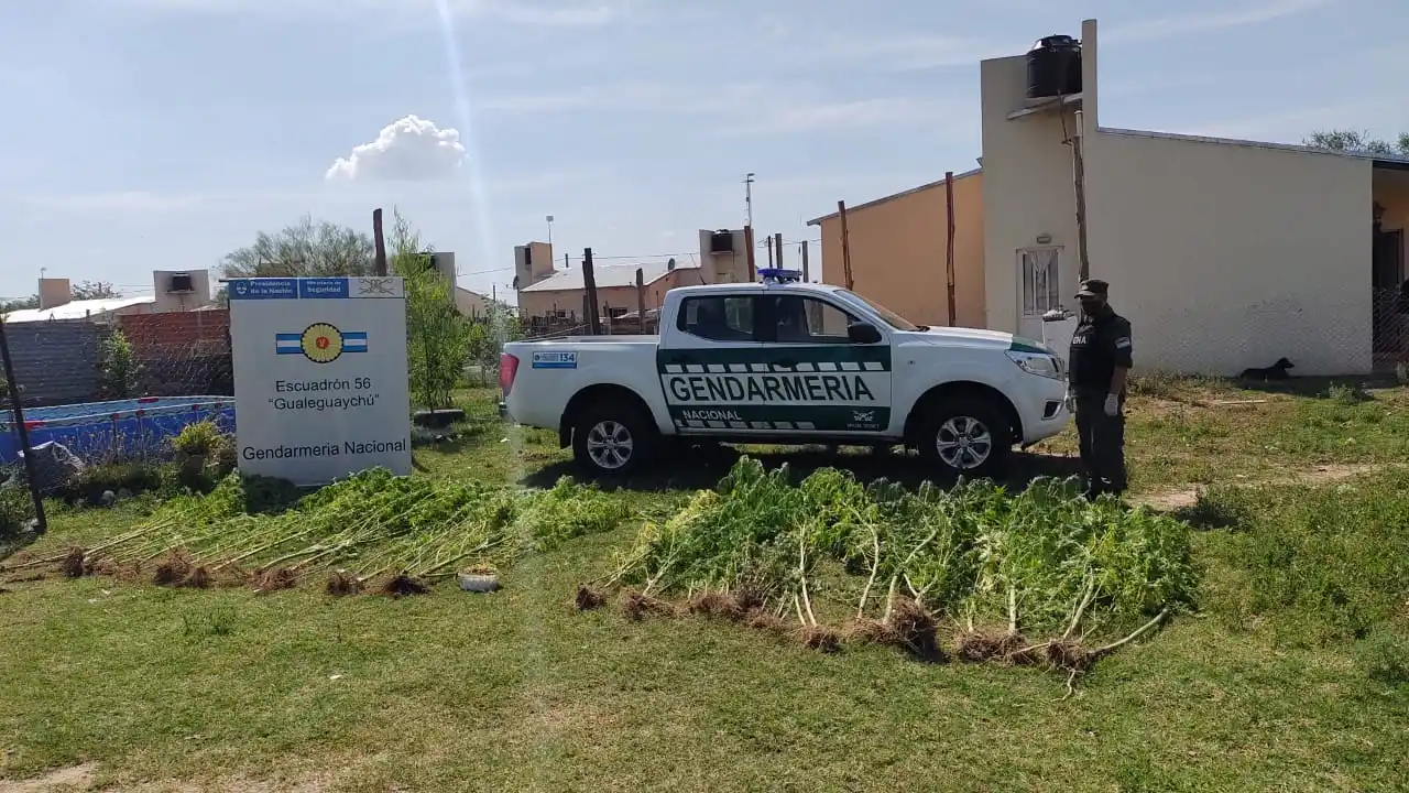 Gendarmería encontró más de 50 plantas de marihuana en una casa del barrio La Cuchilla