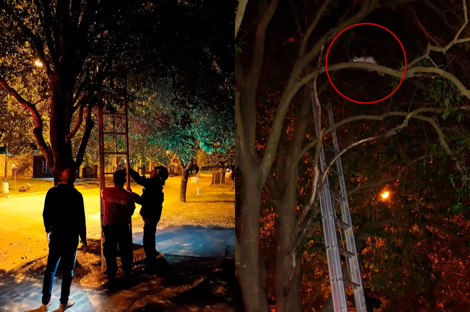 Rescataron a un gatito que había quedado atrapado en un árbol a cuatro metros de altura