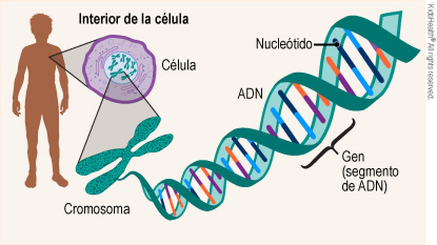 Rastreo de 155 nuevos genes humanos