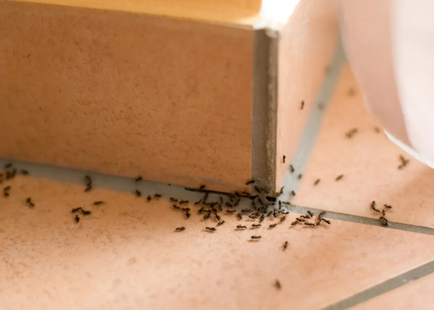 Aprende a preparar remedio casero para eliminar hormigas (+Video)