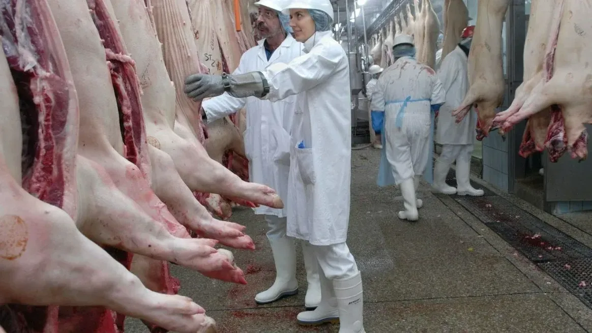 Récord productivo y mayor consumo: el cerdo consolida su crecimiento en Argentina