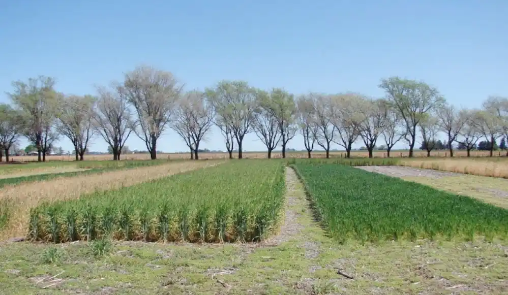 INTA ya tiene listo el quinto mapa nacional de cultivos extensivos