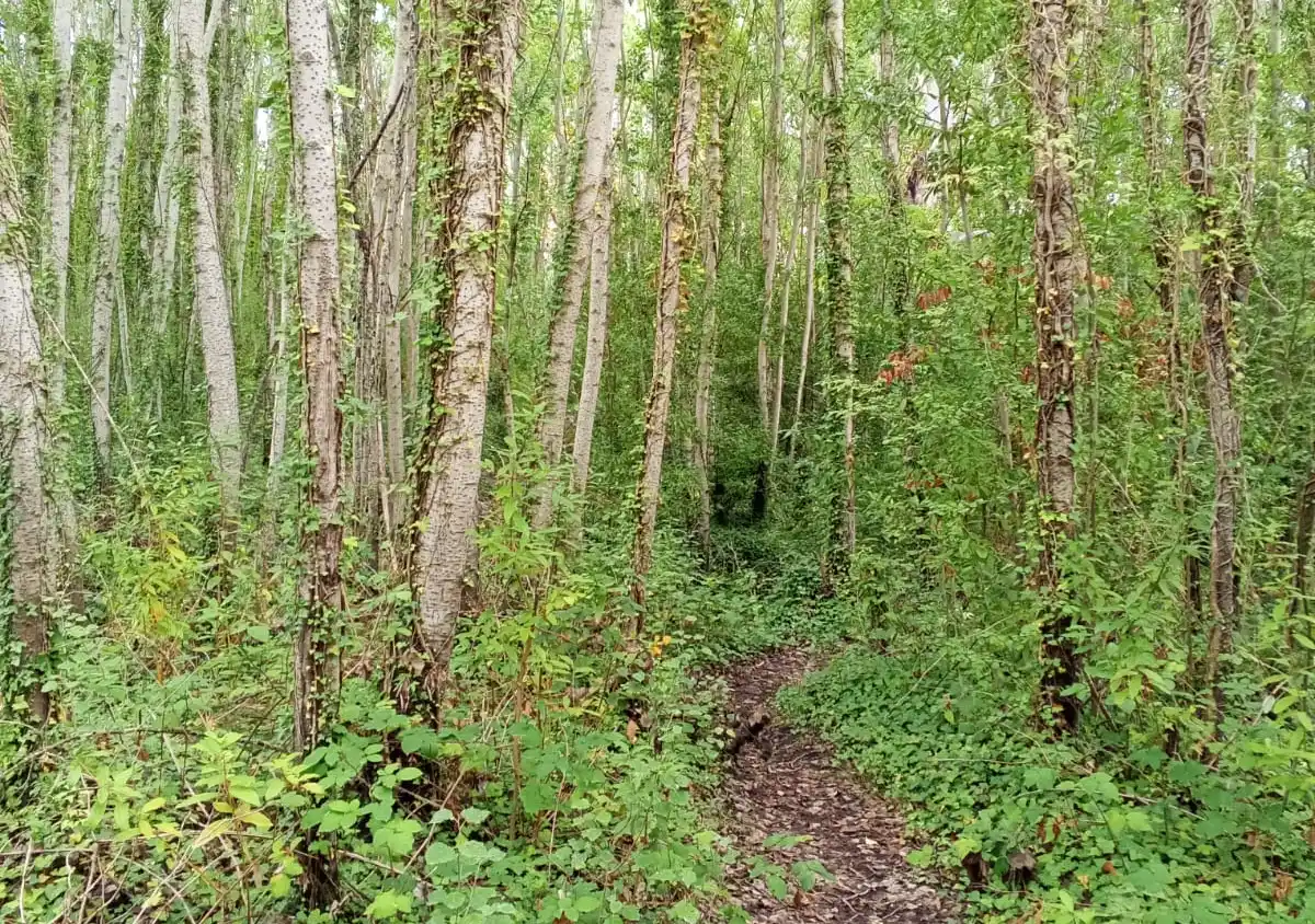El rincón donde el sol desaparece: el bosque secreto que se esconde a metros del Lago del Fuerte