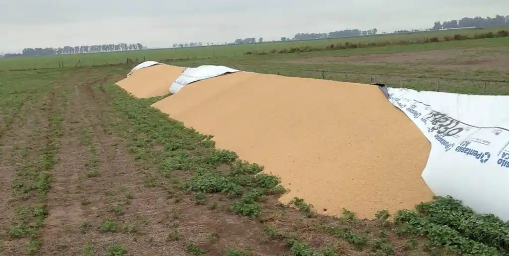 Buscan penas más severas contra ataques a la producción agropecuaria