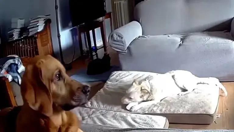 El impactante video de un perro que provocó un incendio en una casa por morder una batería