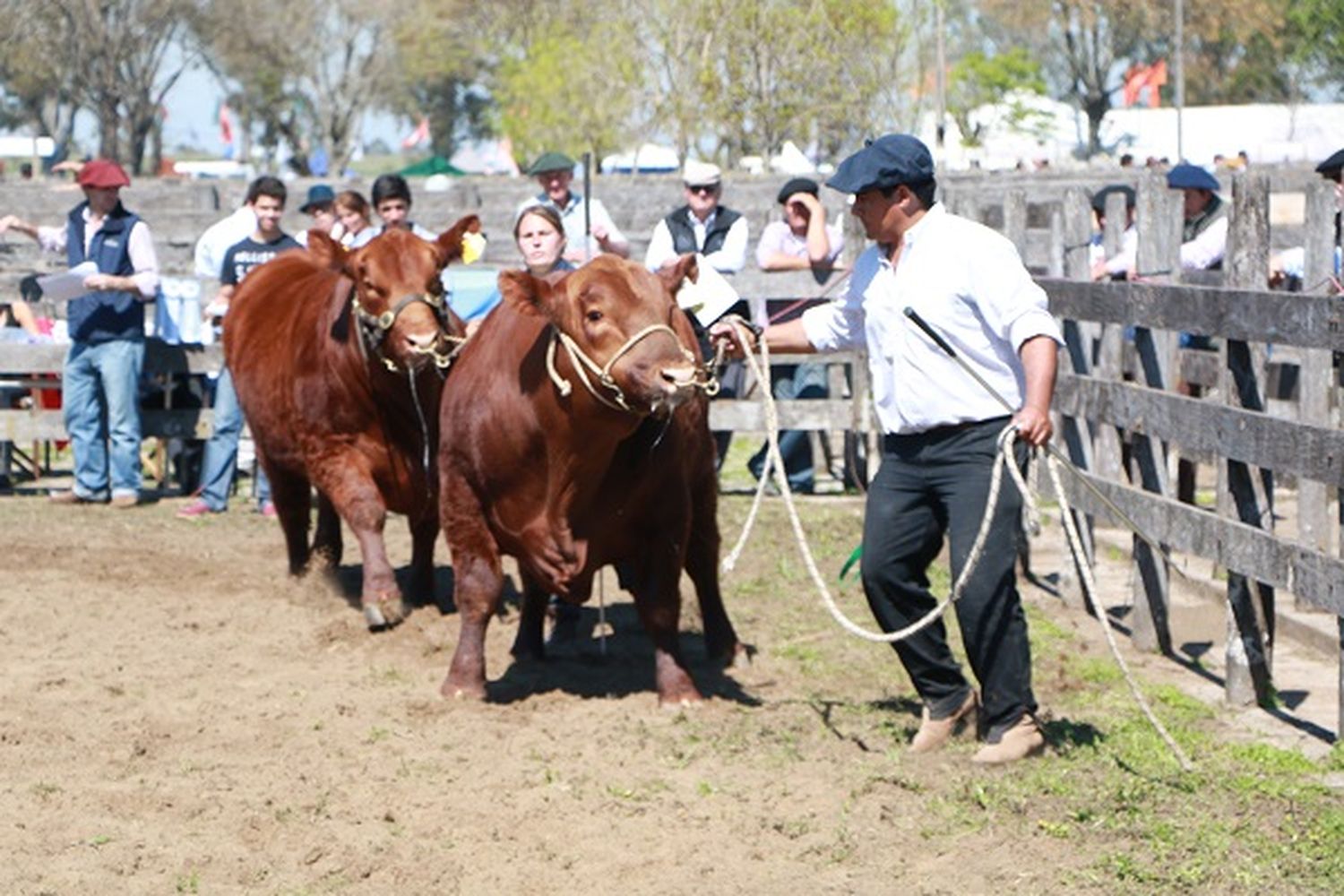 Música y danza, los protagonistas de la Expo Rural