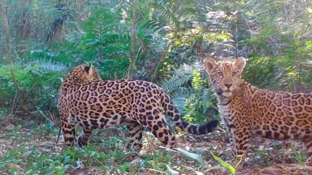 Luto por tres días en Foz de Iguazú: dos yaguaretés mataron a 172 flamencos
