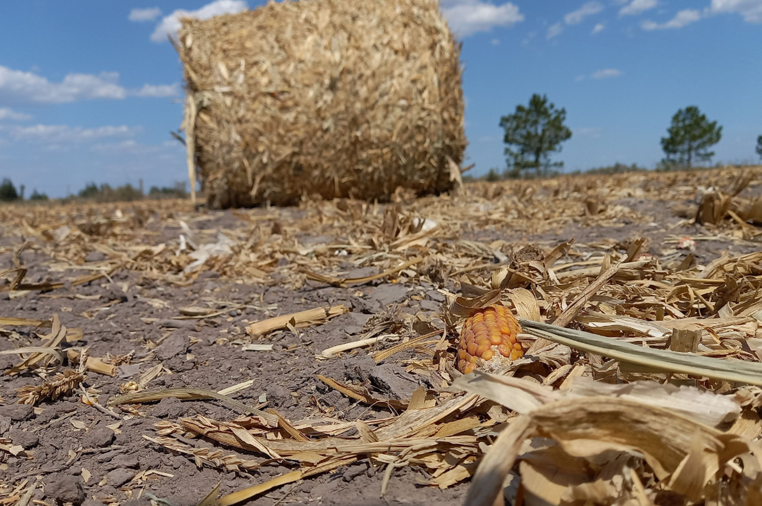 La Federación Agraria pidió una audiencia urgente con funcionarios nacionales por la sequía extrema