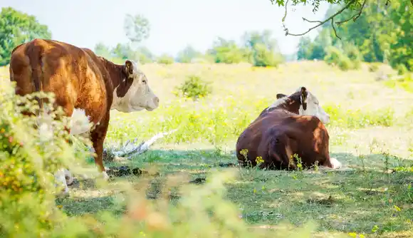 Hay disponibilidad de nuevas líneas de crédito en valor producto para el sector ganadero