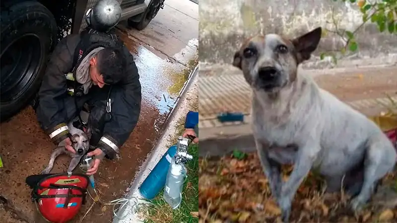 Murió el perrito que salvó la vida a una familia durante un incendio en Chajarí