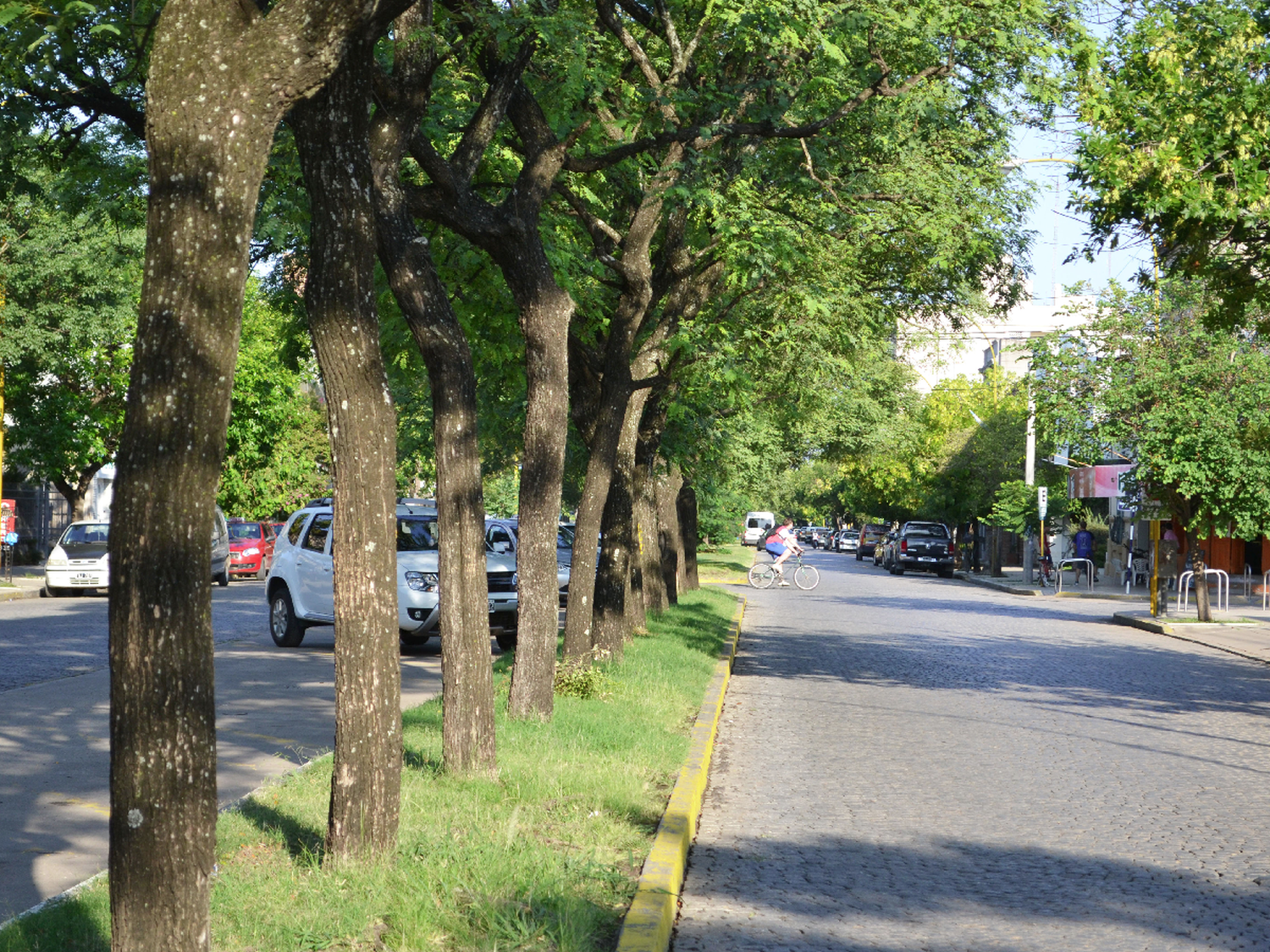 Los árboles para la vereda: lo que tenes que saber a la hora de plantar, reponer o sustituir las "plantas" del frente de casa