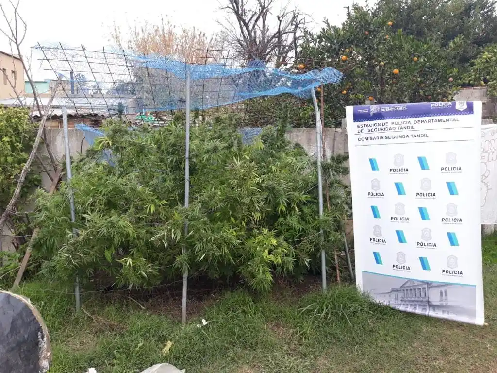 Detuvieron a un sujeto por tenencia de estupefacientes con fines de comercialización