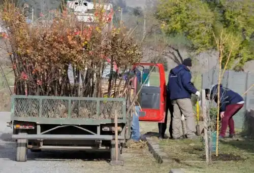 Avanza un plan de forestación de cuatro años en barrios de Tandil