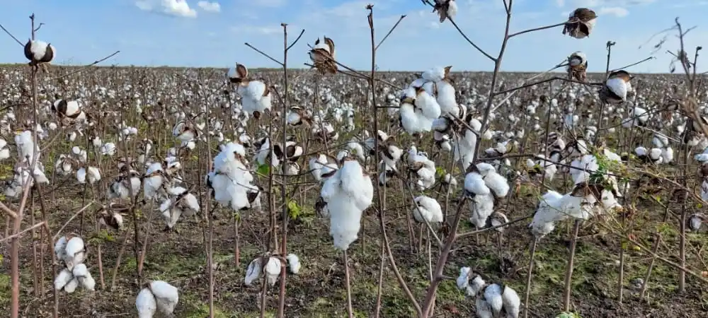 Santa Fe duplicaría la superficie algodonera