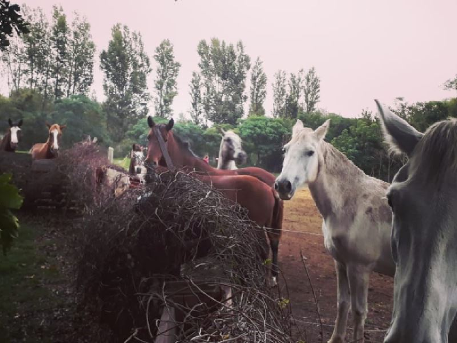 Bio Animalis pide colaboración para comprar comida para los caballos
