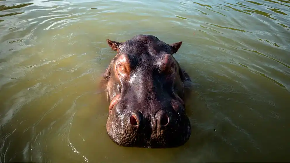 Hipopótamo nadando en la laguna del parque Hacienda Nápoles, antigua finca privada del narcotraficante Pablo Escobar, quien importó tres hipopótamos hembras y un macho hace décadas, en Puerto Triunfo