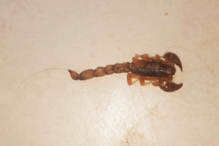 Con el calor, crecen las consultas a Bromatología por el hallazgo de alacranes: qué hay que saber