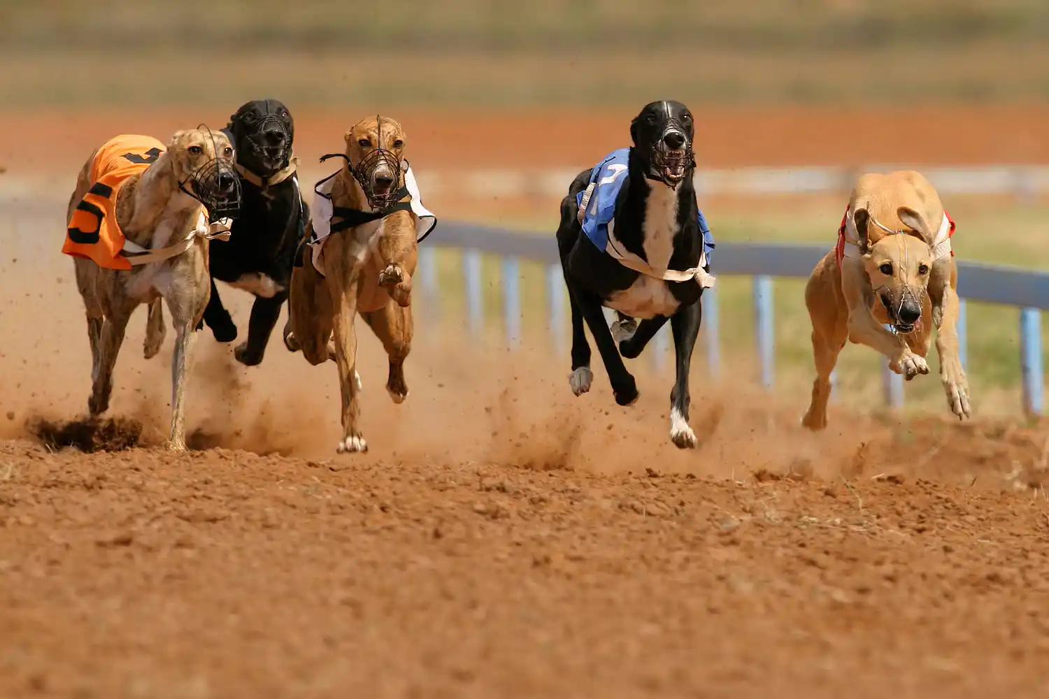 Se aprobó la ley que prohíbe las carreras de galgos