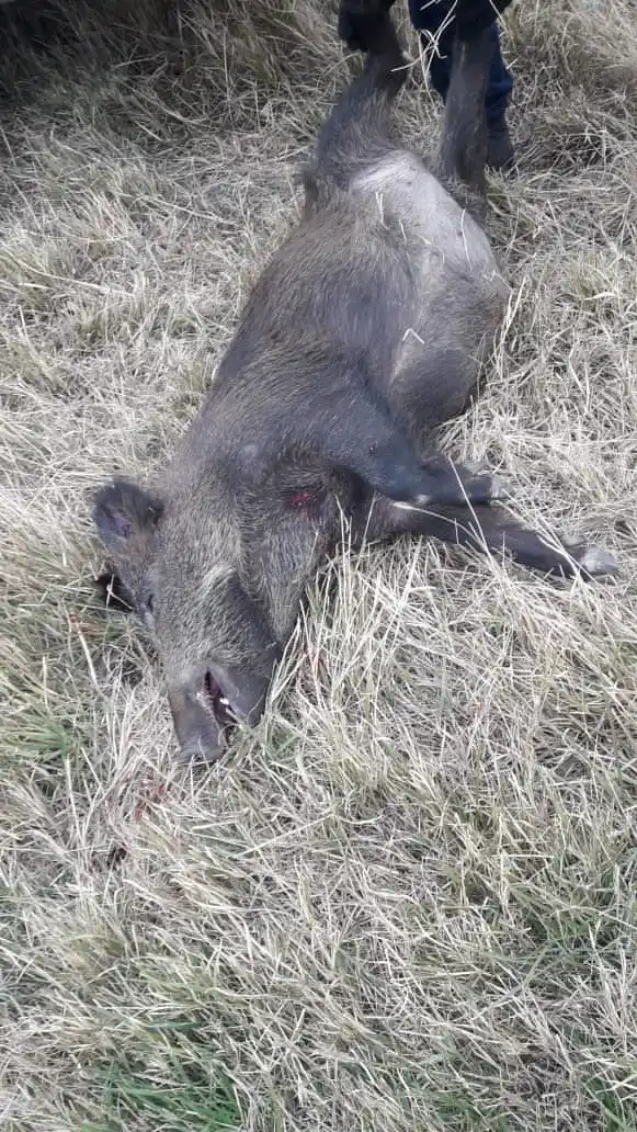 Preocupa la invasión de jabalíes en los campos y el avance sobre el maíz
