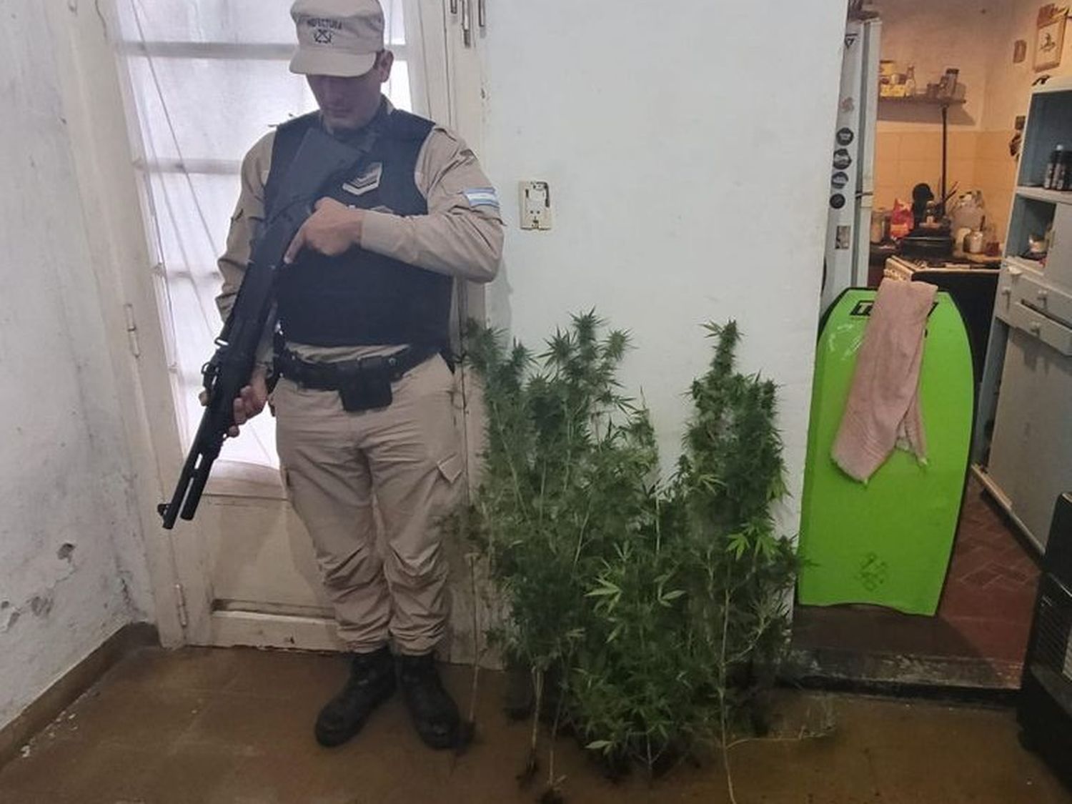 plantas