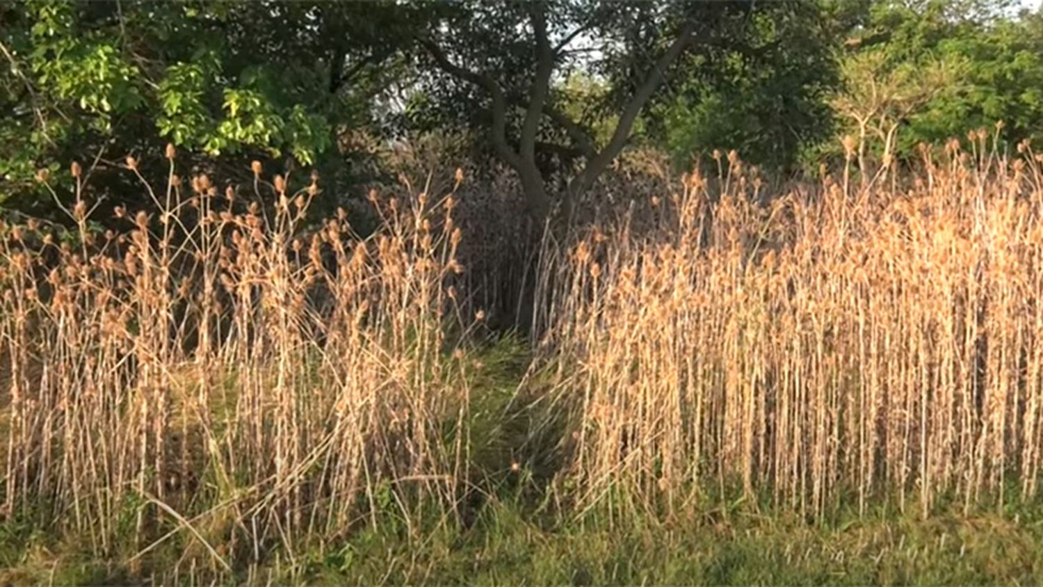 Macabro hallazgo: encontraron una perra ahorcada y quemada