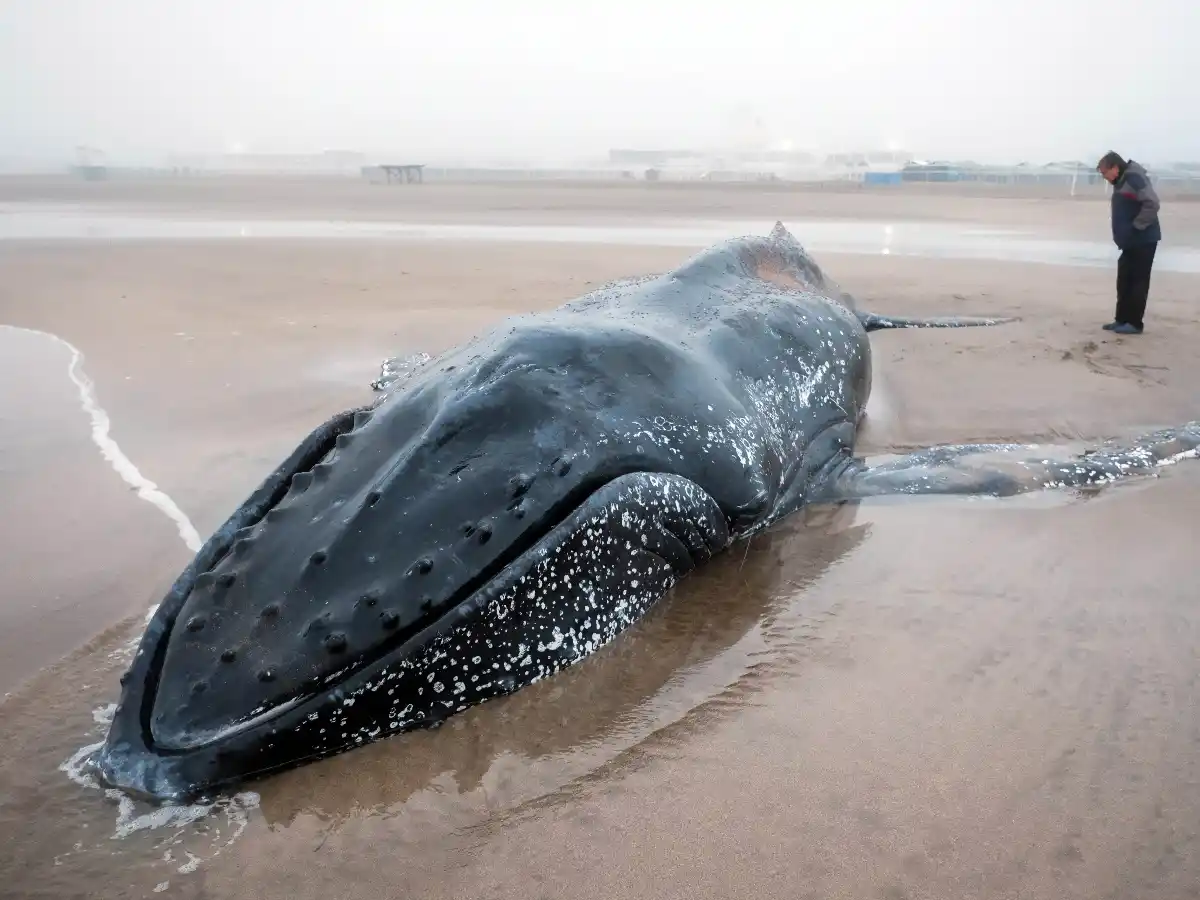 Murió la ballena varada en Punta Mogotes