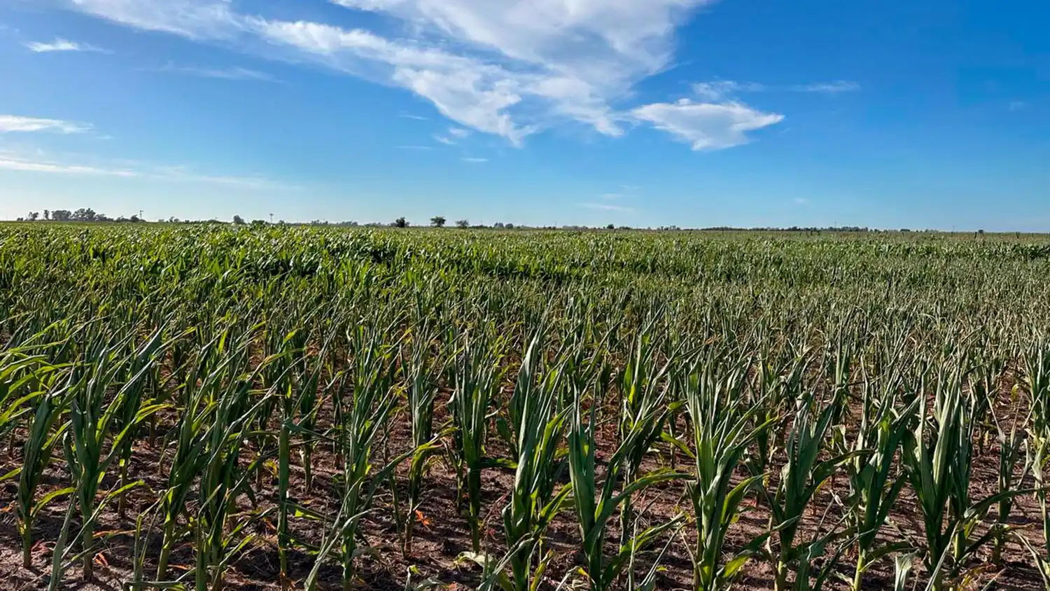 La ola de calor impactará sobre la cosecha
