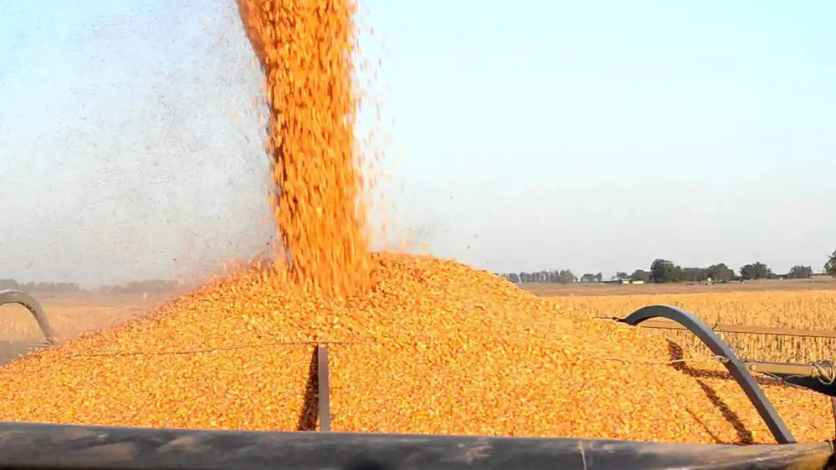 La devaluación frenó el mercado de granos e impactará en los costos de producción