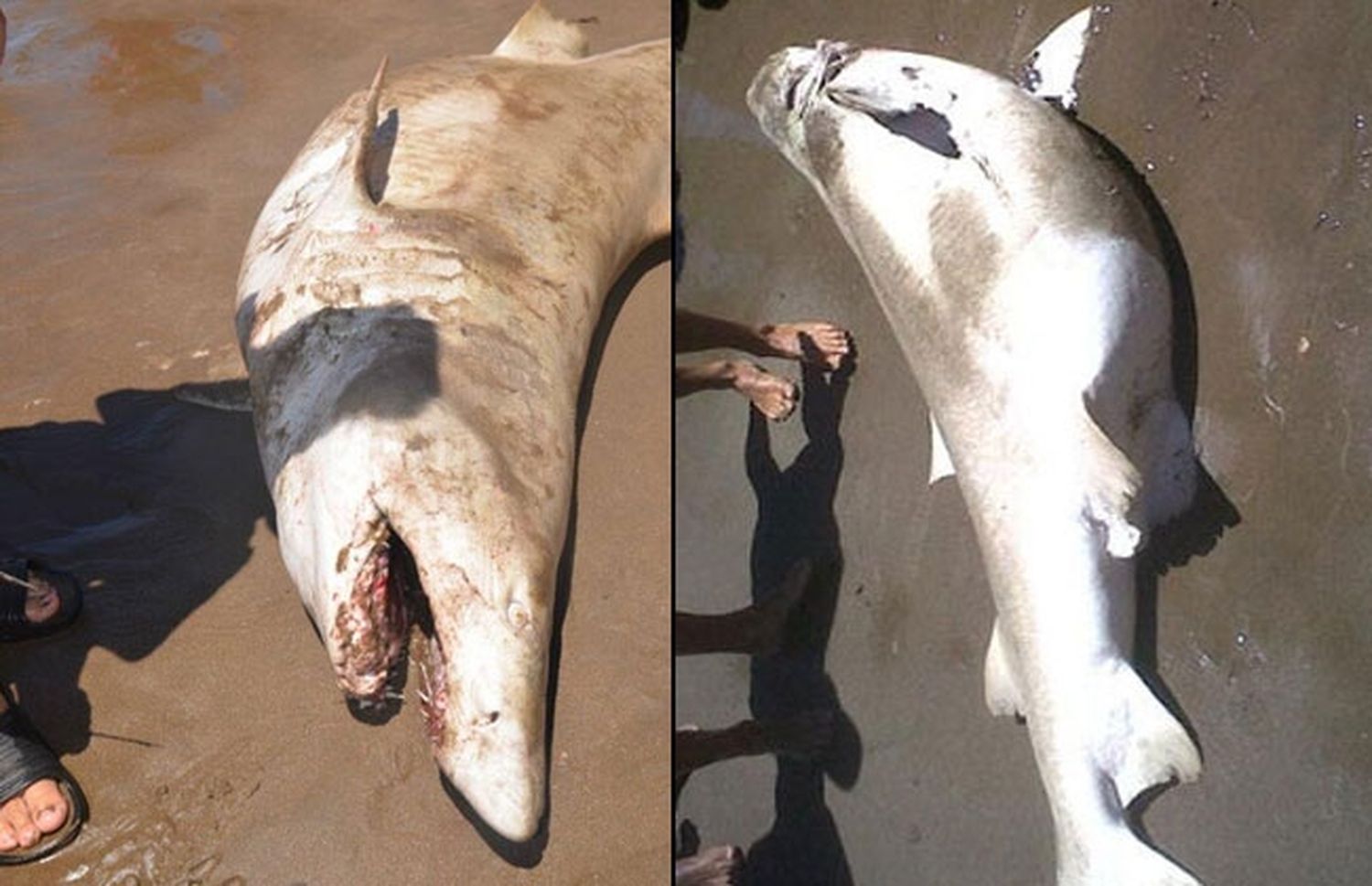 Pánico entre los turistas por la aparición de un tiburón en las playas de Mar de Ajó