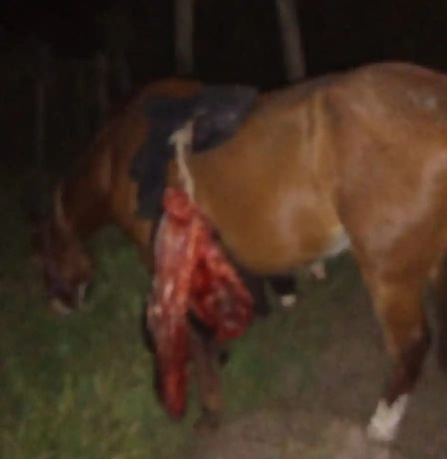 Insólito hallazgo en Victoria: Encontraron carne de un ternero faenado sobre un caballo abandonado
