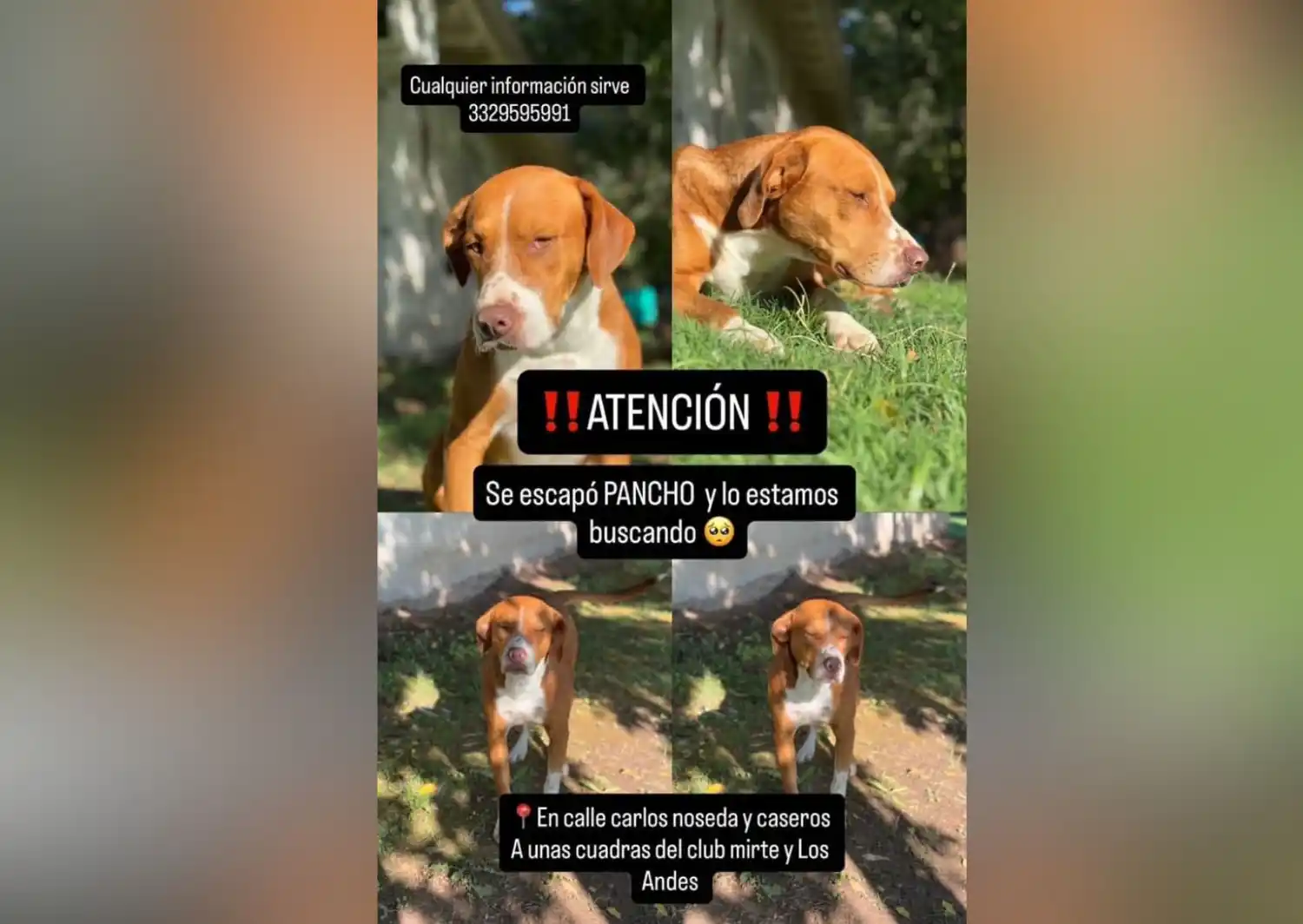 Dueños buscan a Pancho: perrito perdido en Noseda y Caseros