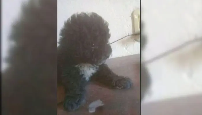 Caniche perdida en Millán y Gomendio