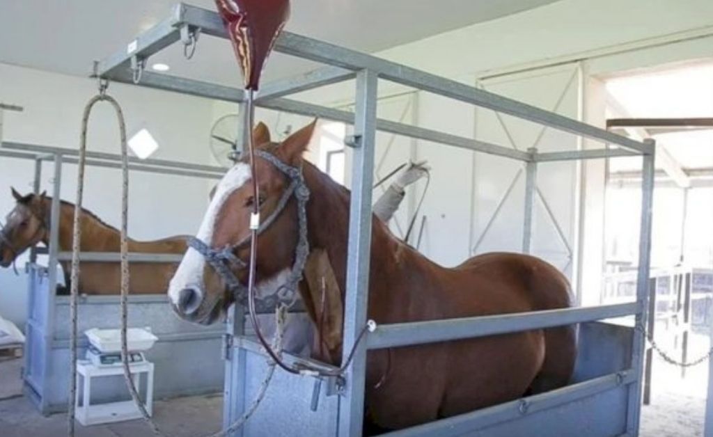 Qué es el suero equino hiperinmune y quienes se pueden favorecer