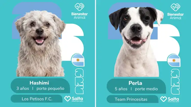 campaña mundialista de adopción - 2