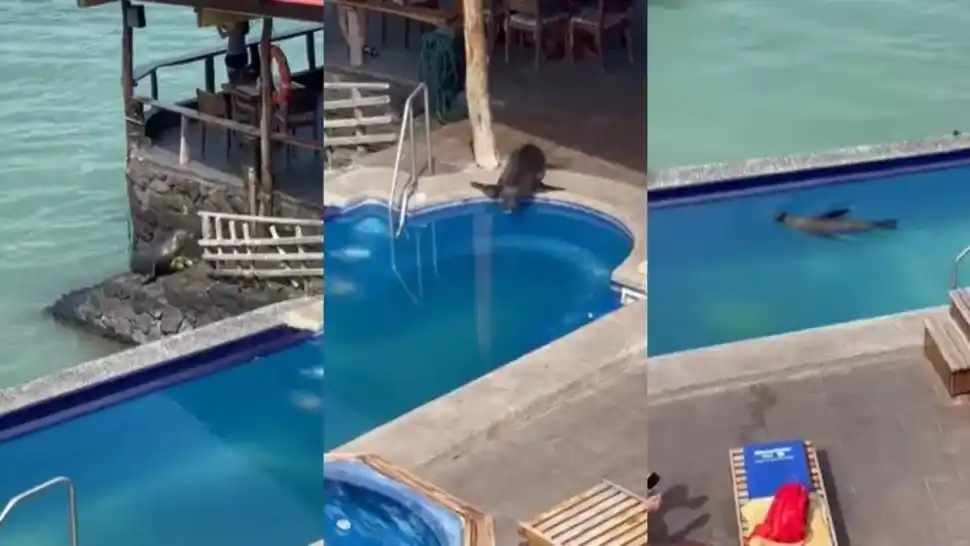 VIDEO | Un lobo marino se apoderó de la piscina de un hotel de turistas y sorprendió a todos