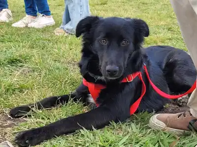 Dieron a conocer el cronograma de castraciones gratuitas para la semana del 11 de noviembre