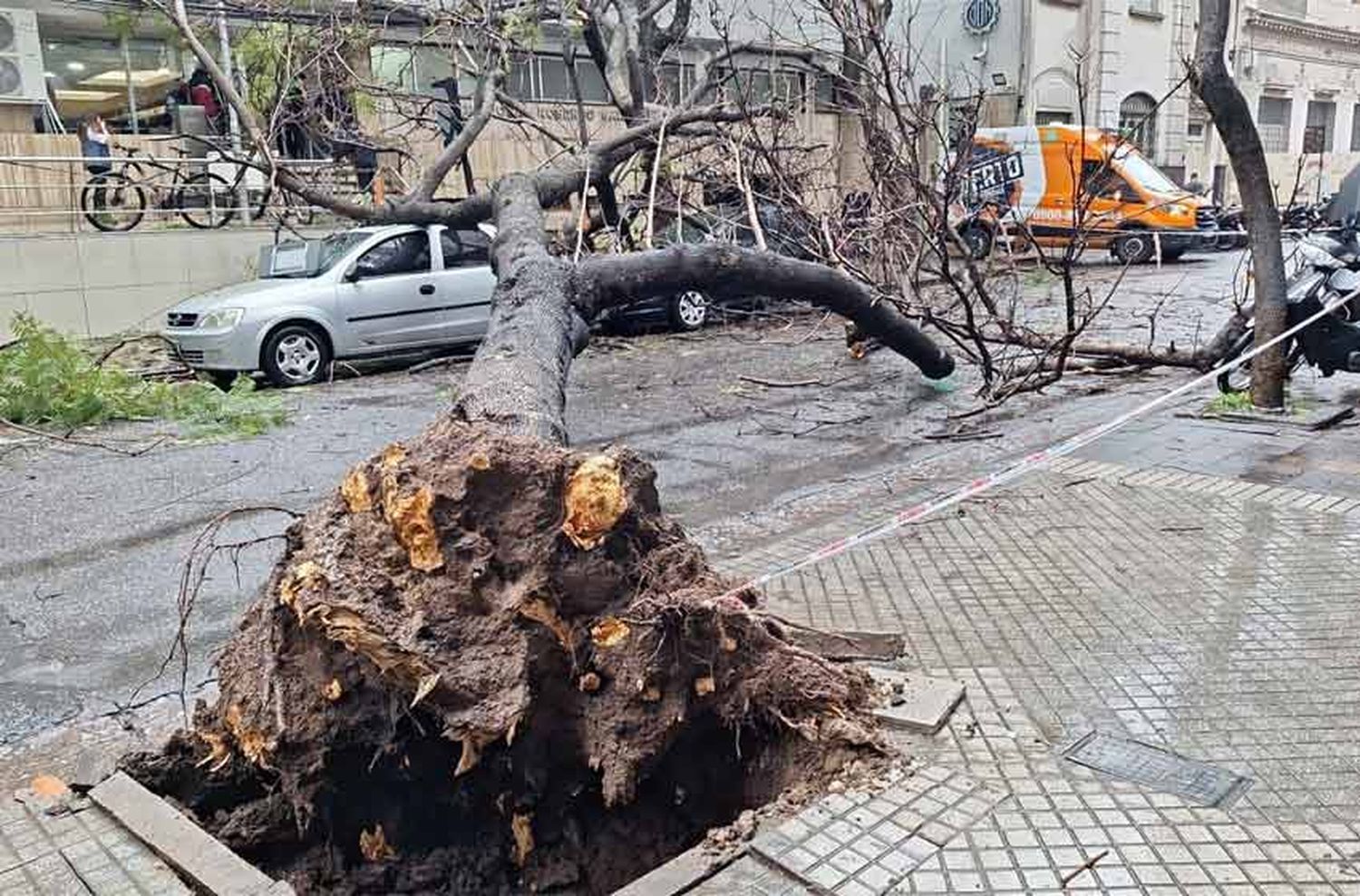 Temporal en Rosario: un árbol se desprendió en pleno centro, aplastó un auto y arrastró cables