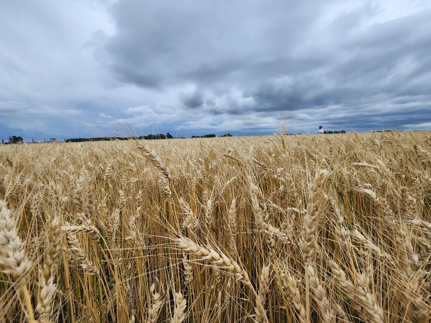 Estiman que el trigo y la soja en campos alquilados podrían alcanzar 319 dólares la hectárea