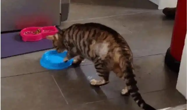 Por qué los gatos corren el platito del que toman agua