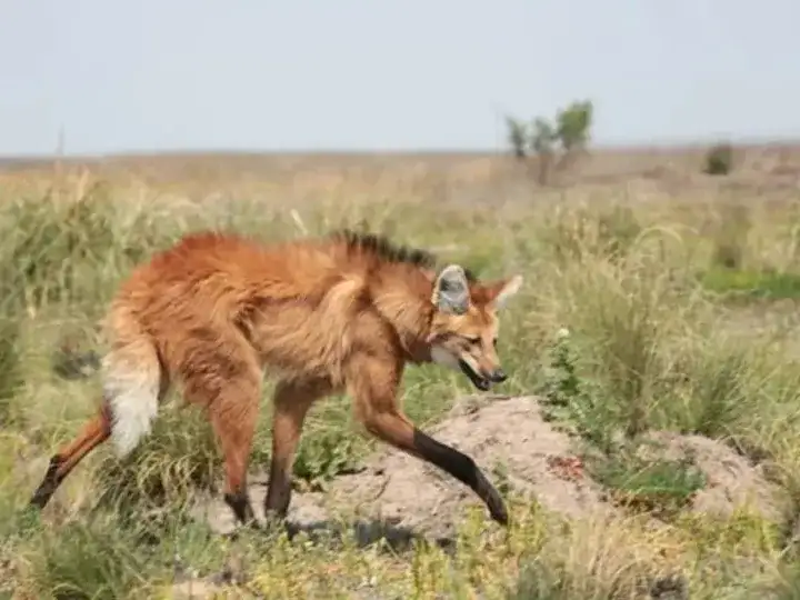 El aguará guazú es el más grande de los zorros sudamericanos.