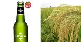 Crearon una cerveza de arroz, apta para celíacos